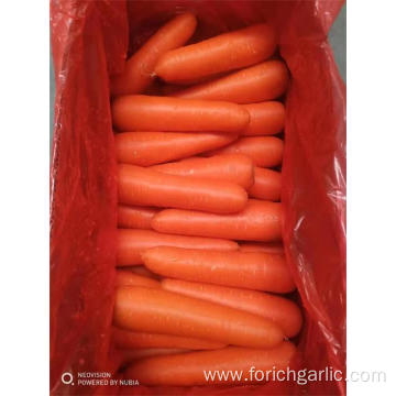 Crop 2019 Fresh Carrot Good Quality